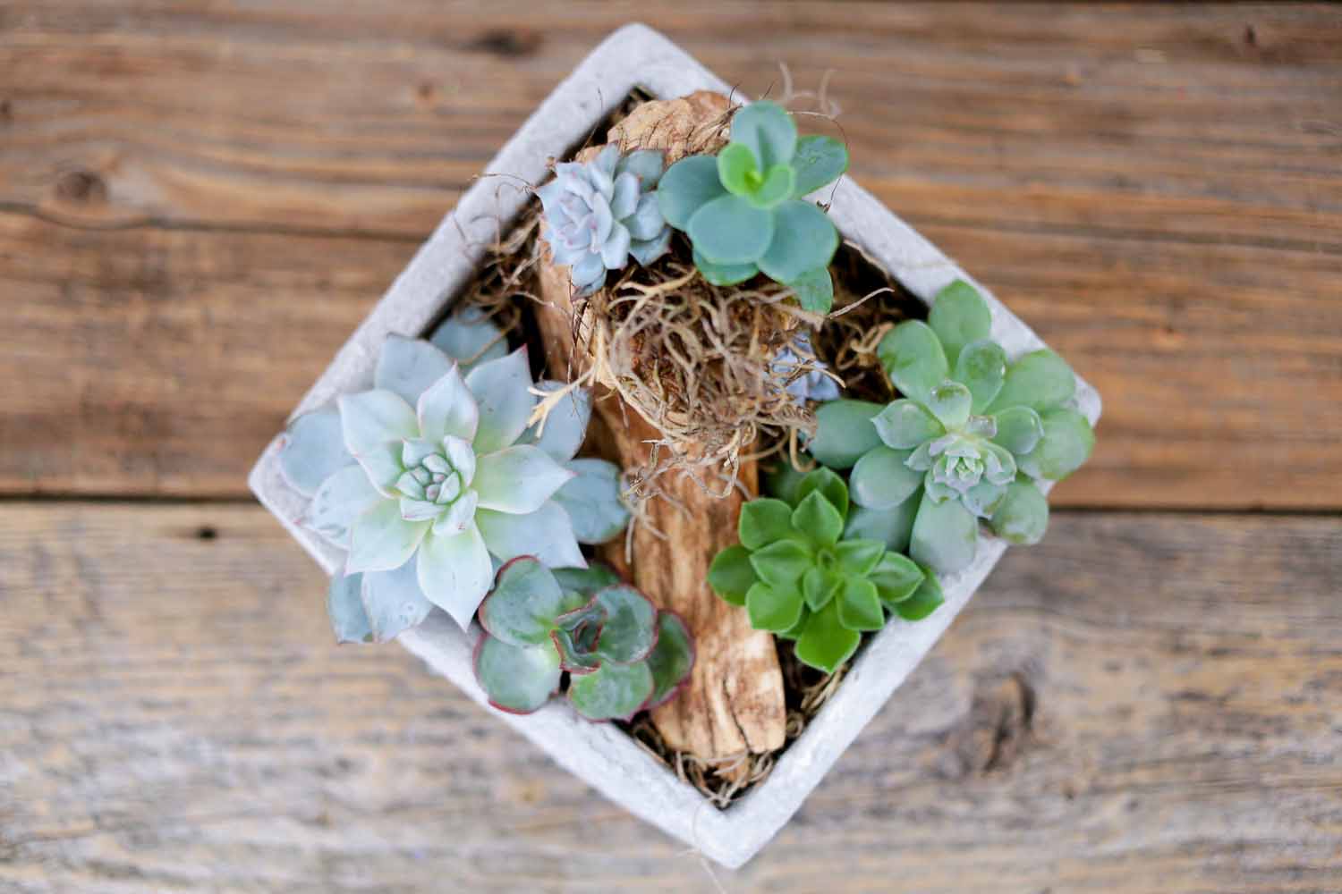 succulent planter workshop Succulent Mini Garden Planter Workshop- January 27 – Maker House Studio